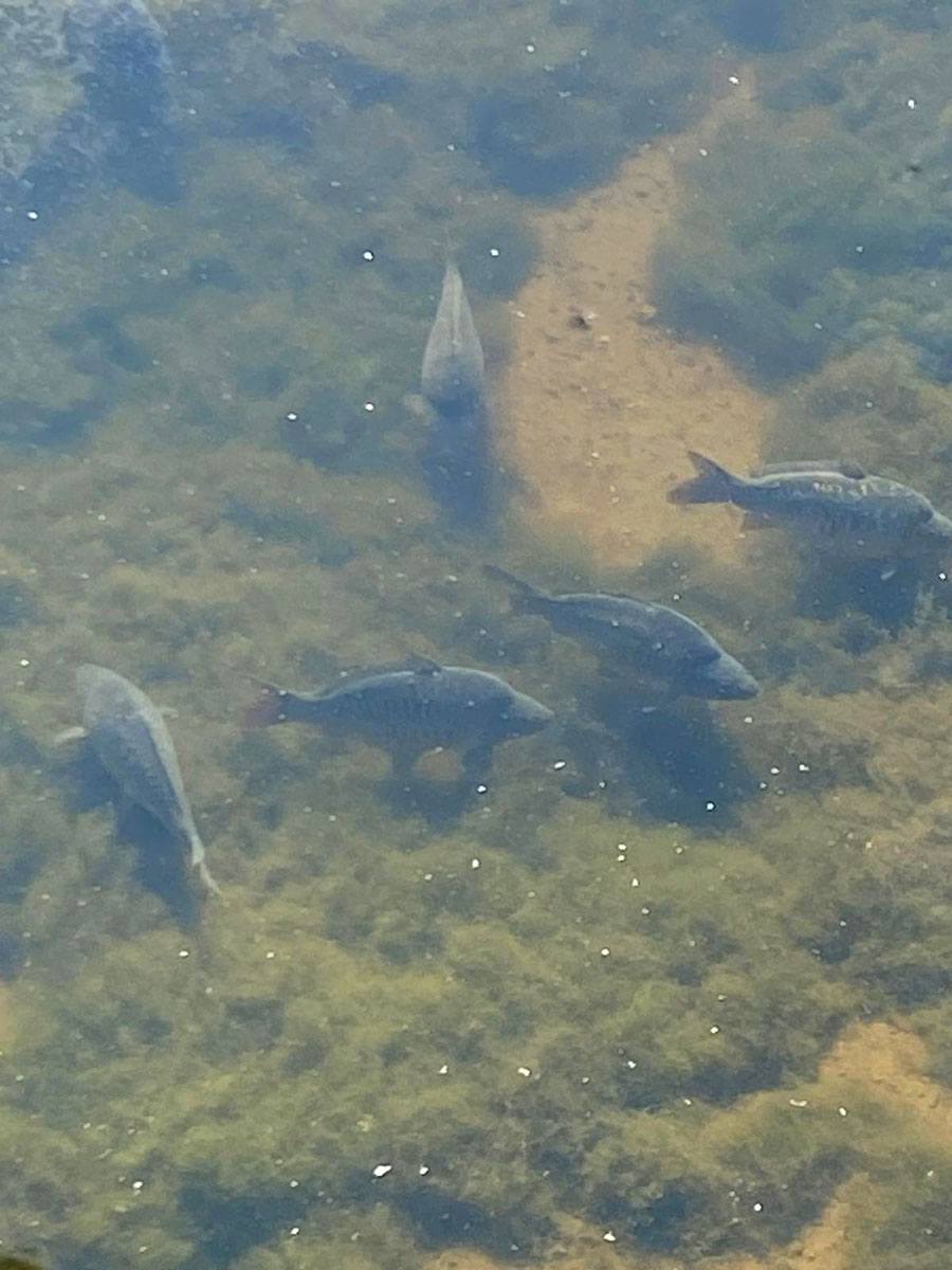 Carp from White Water Fisheries