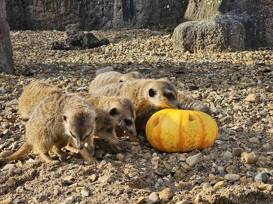 Hamerton Zoo Park