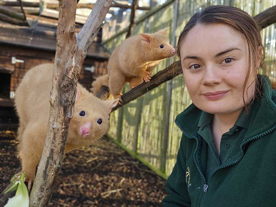 Zookeeper Cathy pictured with Golden Possoms