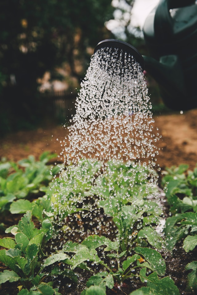 Why Every UK Homeowner Should Install a Water Butt in Their Garden