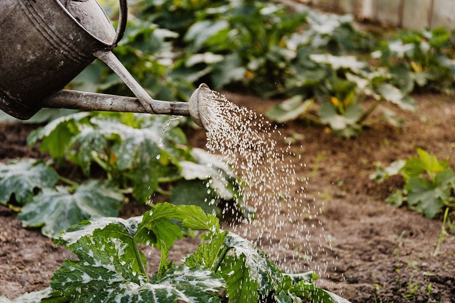 How to Grow Your Own Organic Vegetables at Home in the UK