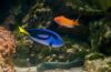 Tropical vs. Marine Fish: Choosing the Right Aquarium Pets