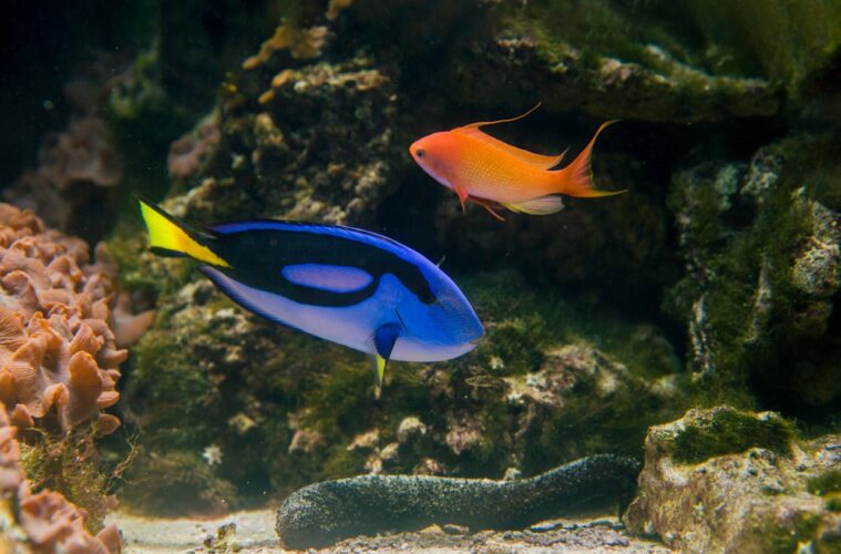 Tropical vs. Marine Fish: Choosing the Right Aquarium Pets