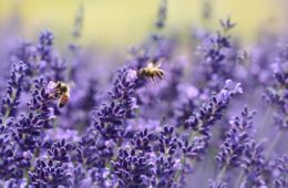 Are Bees Protected in the UK? A Look at Laws & Threats