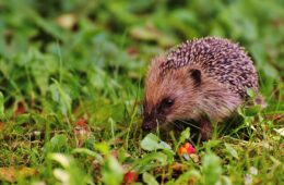 How to Attract Hedgehogs to Your Garden and Care for Them