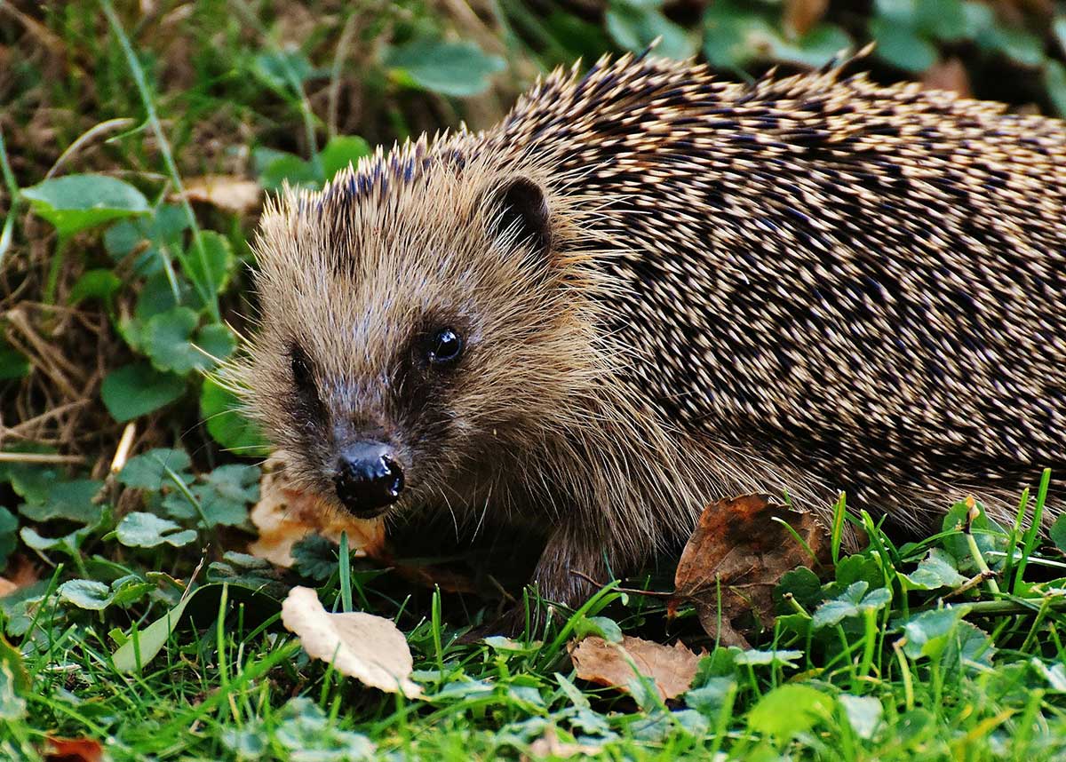 How to Attract Hedgehogs to Your Garden and Care for Them