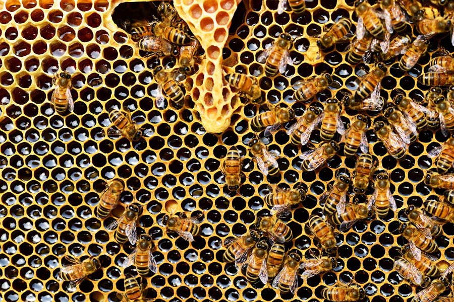 Are Bees Protected in the UK? A Look at Laws & Threats