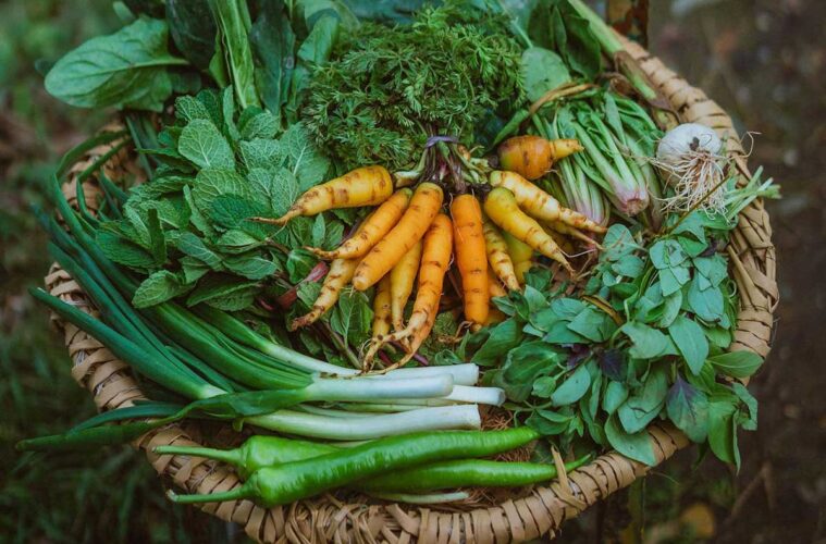 How to Grow Your Own Organic Vegetables at Home in the UK