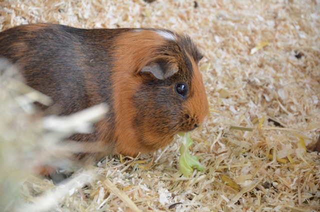 The Best Pets for Kids: A Guide to Choosing the Perfect Family Pet